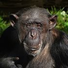 Schimpanse (Zoo Neuwied)