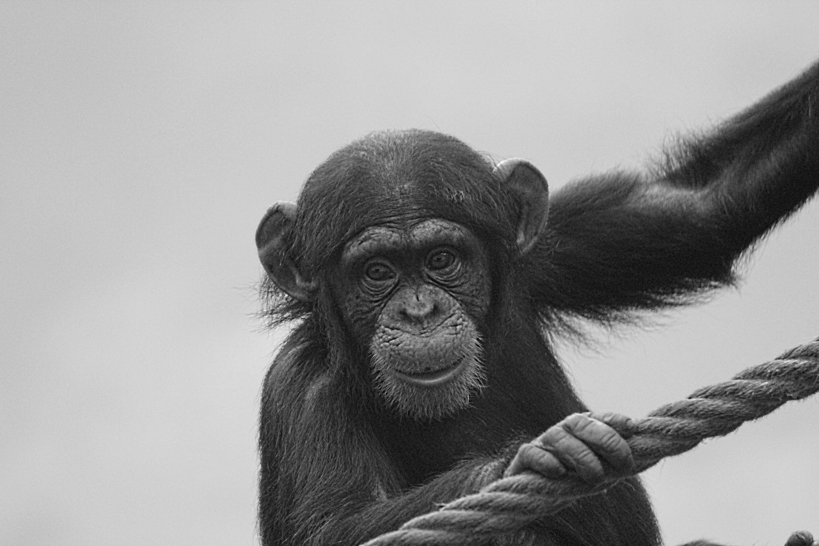 Schimpanse zoo osnabrück
