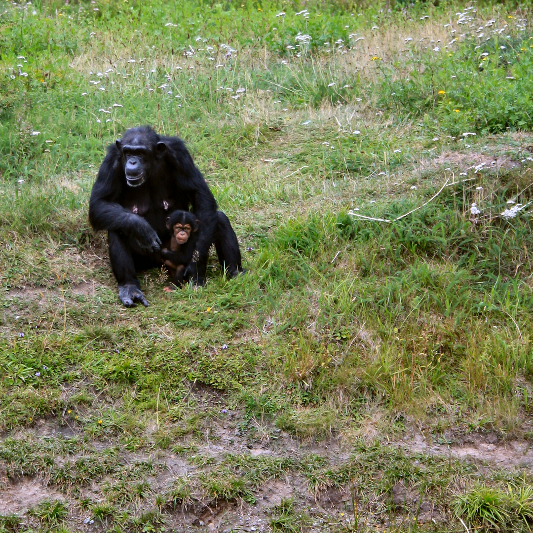 Schimpansen