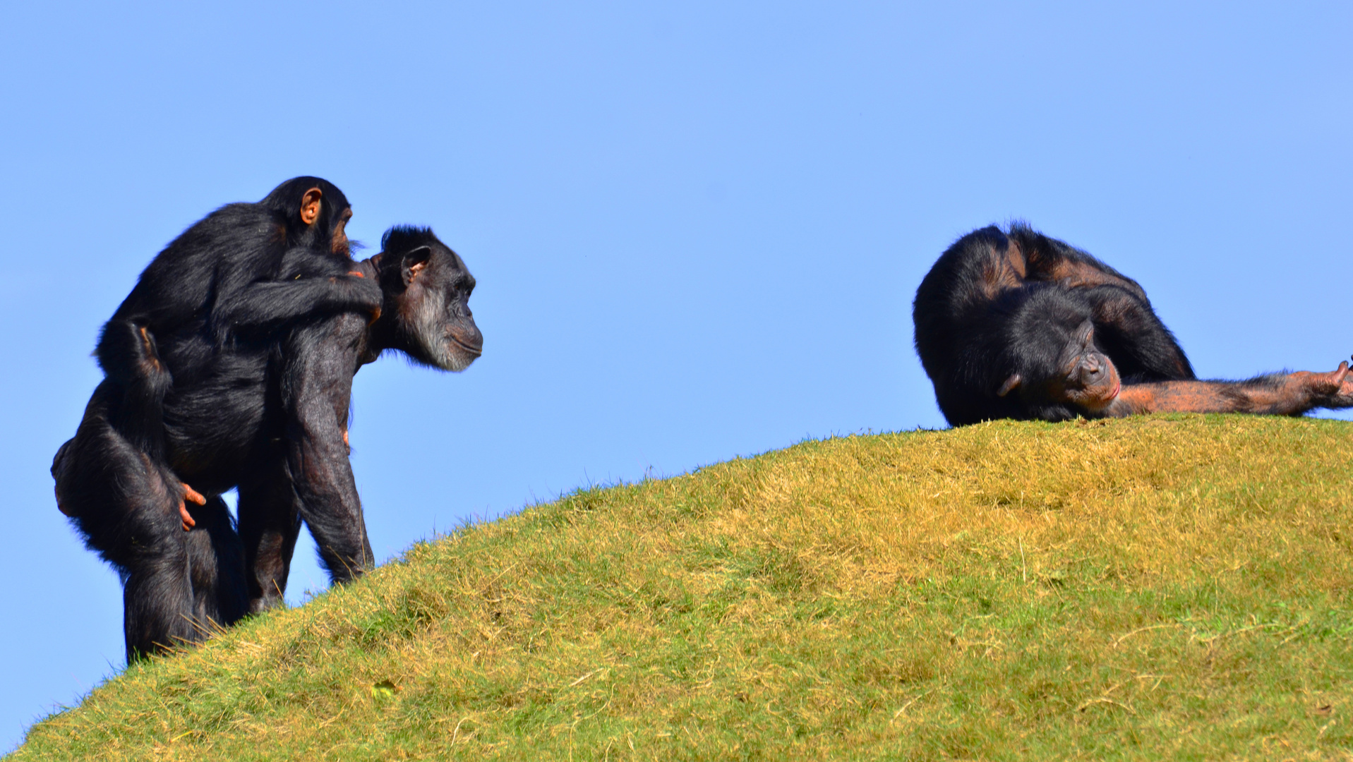 Schimpansen auf Teletubbiehügel