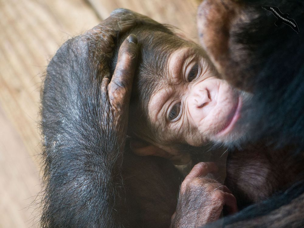 Schimpansen-Baby