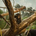 Schimpansen Baby