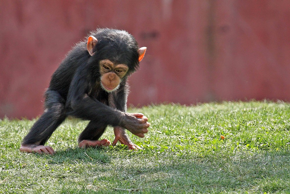 Schimpansen-Baby auf der Suche
