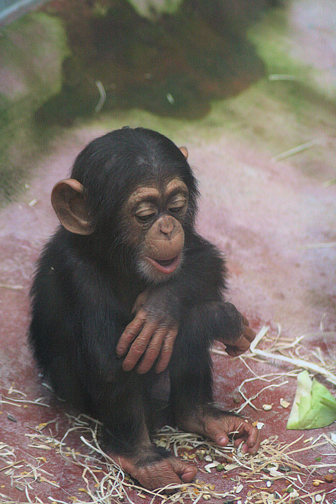 Schimpansen-Baby in der Zoom Erlebniswelt Gelsenkirchen