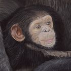 Schimpansen-Baby - mit Pastellkreide gezeichnet
