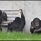 Schimpansen-Beschäftigung
