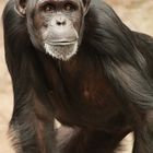 Schimpansen Dame