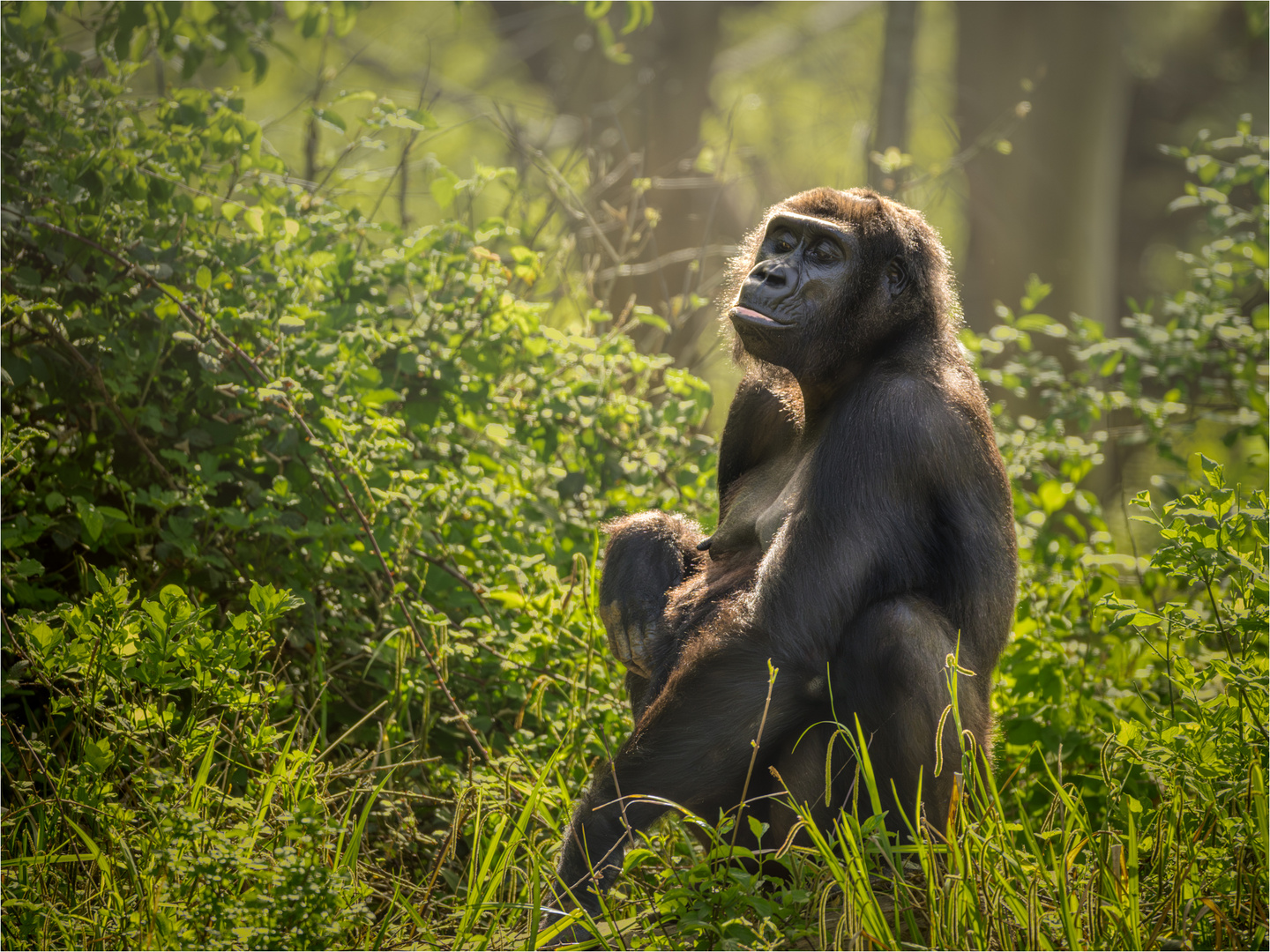 Schimpansen-Dame im Nürnberger Tiergarten