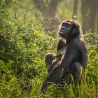 Schimpansen-Dame im Nürnberger Tiergarten