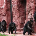 Schimpansen "Hier gehts lang!"