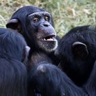 Schimpansen im Meeting