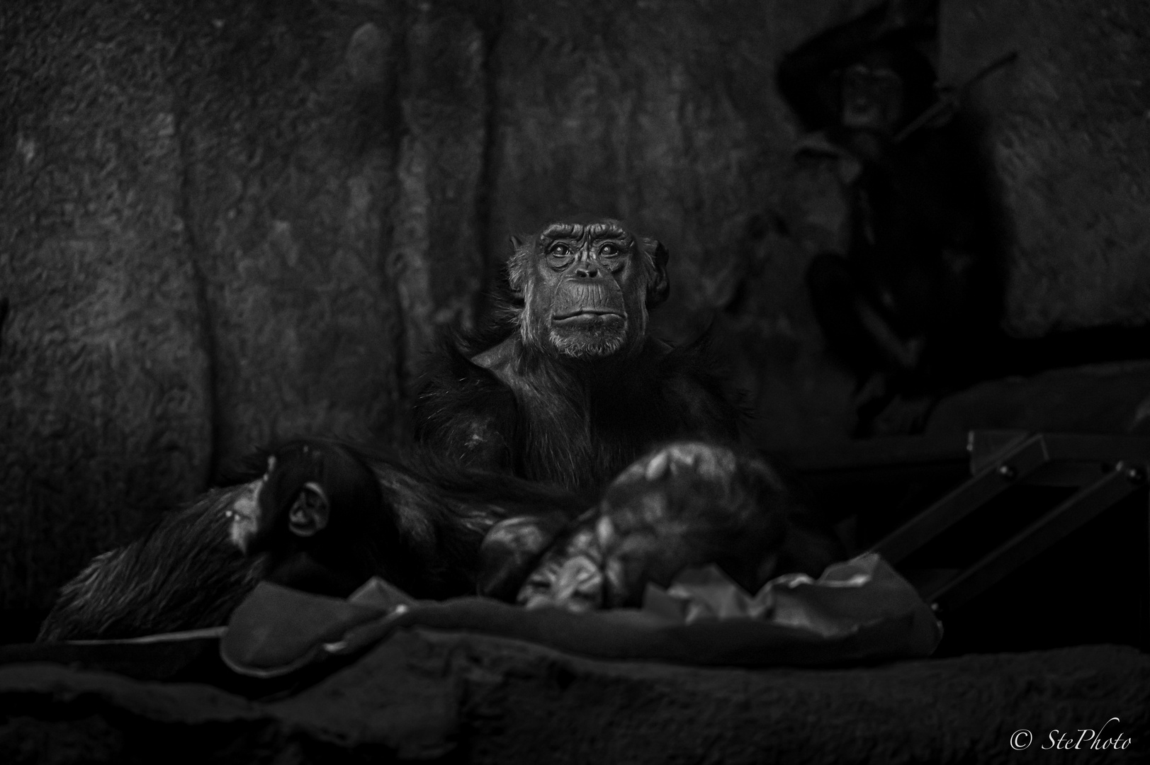 Schimpansen im Zoo Leipzig