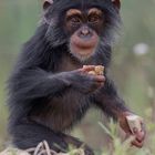 Schimpansen-Jungtier