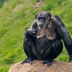 Schimpansen Mama