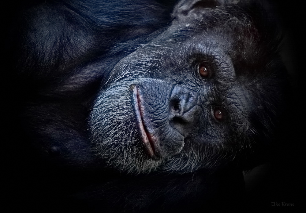 Schimpansen Portrait