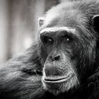 Schimpansen Portrait