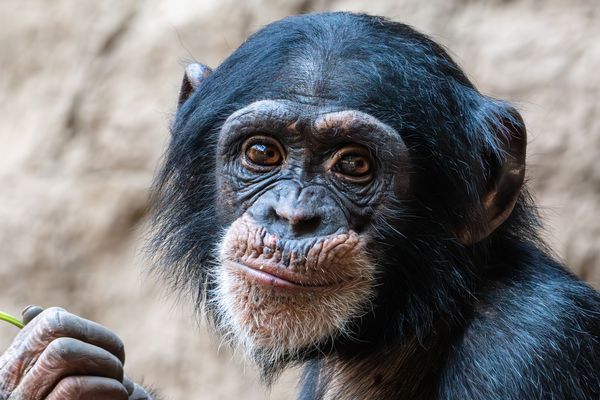 Schimpansen-Portrait II