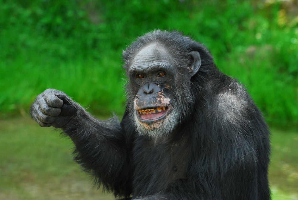 Schimpansen schnick-schnack-schnuck