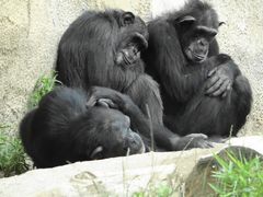 Schimpansen - Siesta