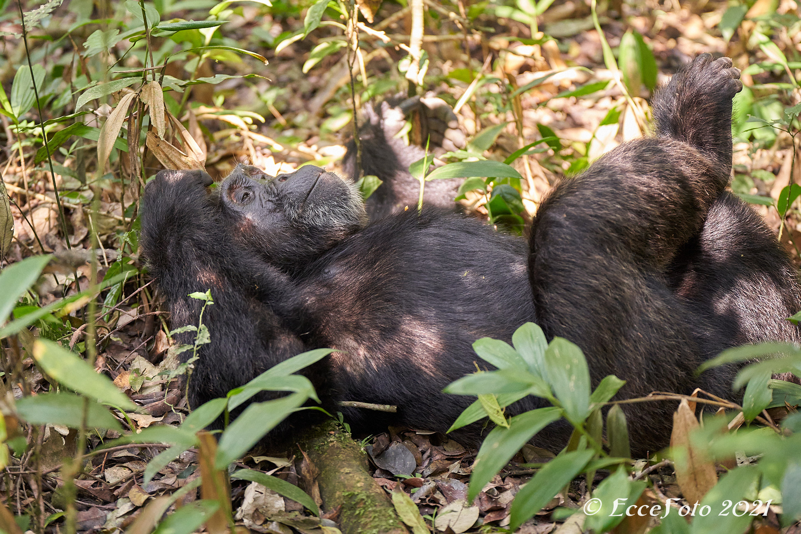 Schimpansen Siesta 