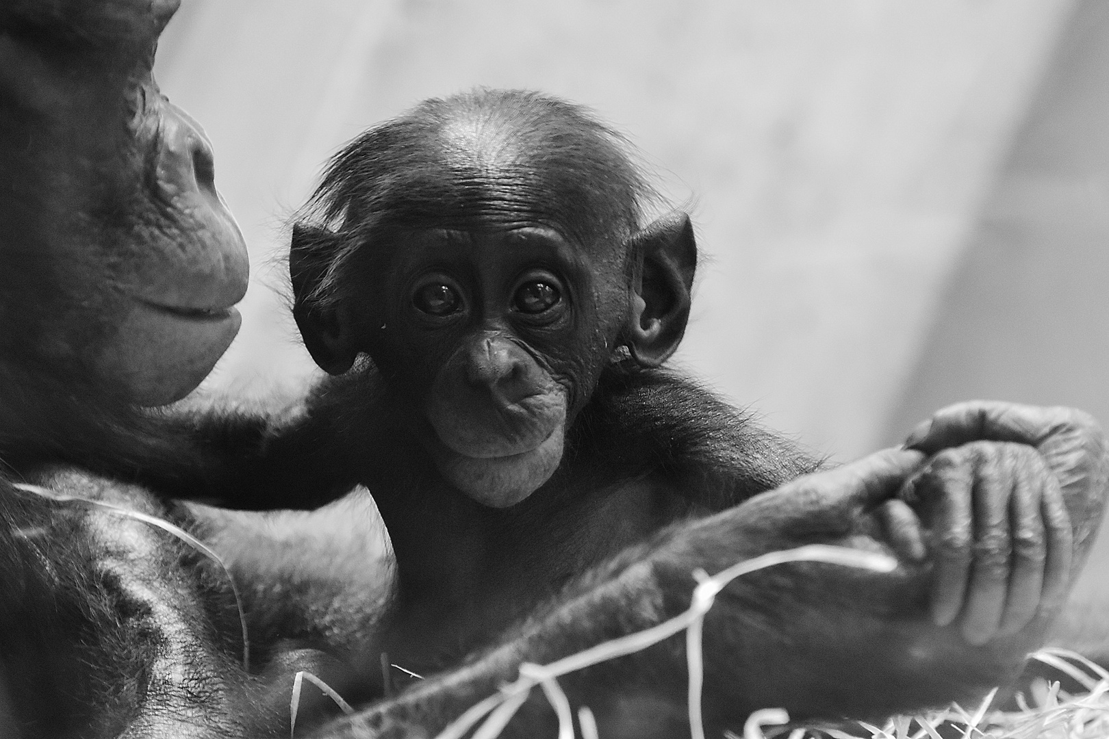 Schimpansenbaby