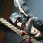 Schimpansenbaby