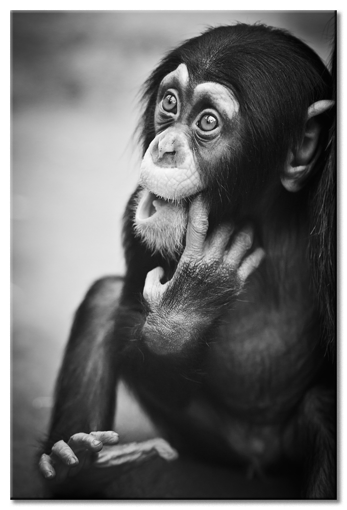 Schimpansenbaby (Zoom Gelsenkirchen)