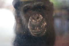 Schimpansendame Jenny