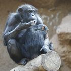 Schimpansen_DSC5193