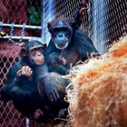 Schimpansenfamilie