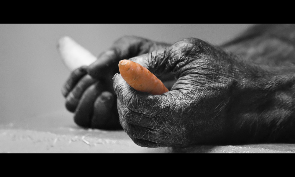 Schimpansenhand