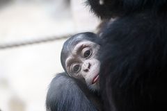 Schimpansenjungtier