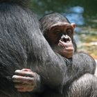 Schimpansenkind