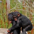 Schimpansenkinder beim Spiel