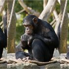Schimpansenleben
