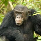 Schimpansenmann Primus