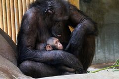 Schimpansenmutter mit Jungtier