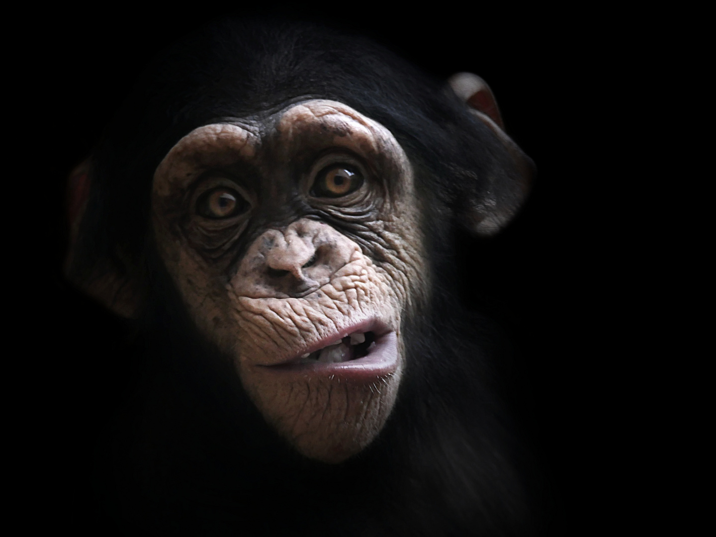 Schimpansenporträt