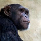 Schimpansenportrait