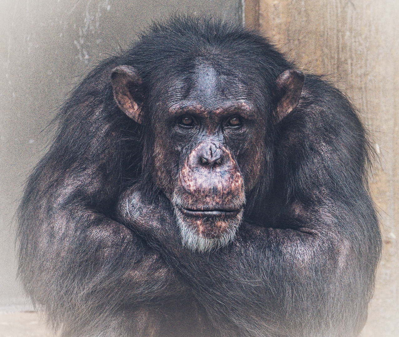 Schimpansenportrait