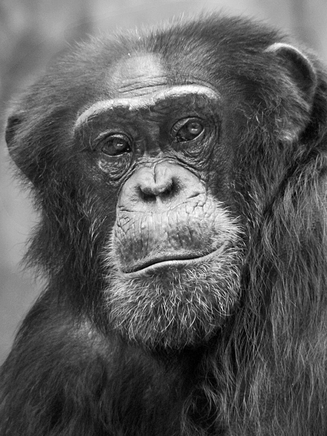 Schimpansenportrait von Charlie (Zoo Krefeld)