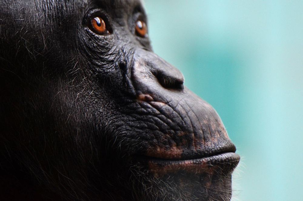 Schimpansin Gerti, 36 Jahre alt