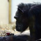 Schimpansin Susi, 58 Jahre alt, Mutter von Gerti