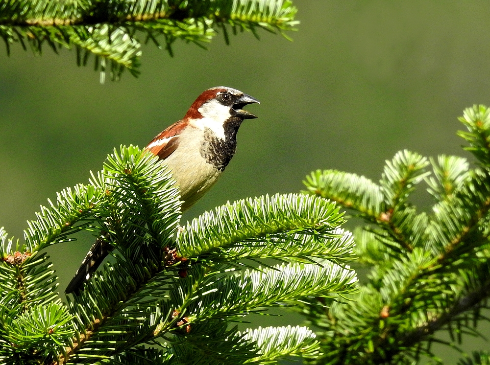 Schimpfen wie ein Rohrspatz... Foto & Bild | tiere ...