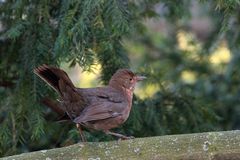 Schimpfende Amsel