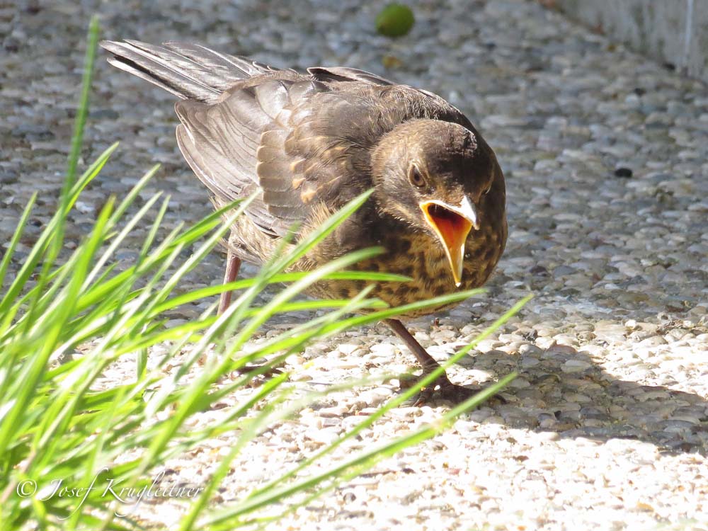 schimpfende Amsel