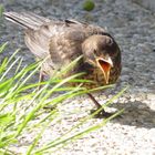 schimpfende Amsel