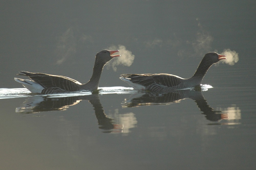 Schimpfende Gänse