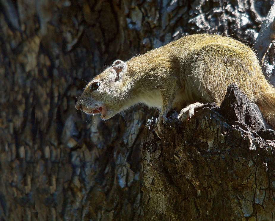 Schimpfendes Hörnchen