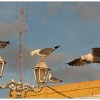 schimpfen_gucken_abflug